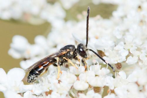 Réf. 210 228 : Lasioglossum laticeps